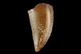 Raptor Tooth - Real Dinosaur Tooth #124781-1